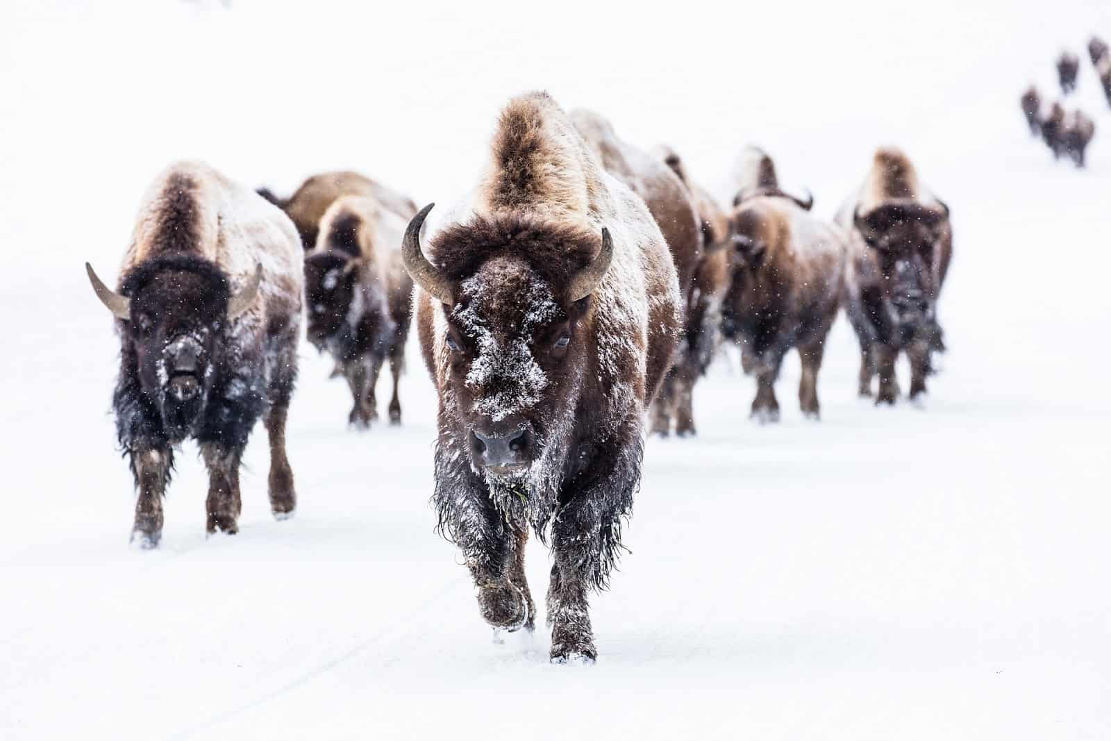 buffalo roaming